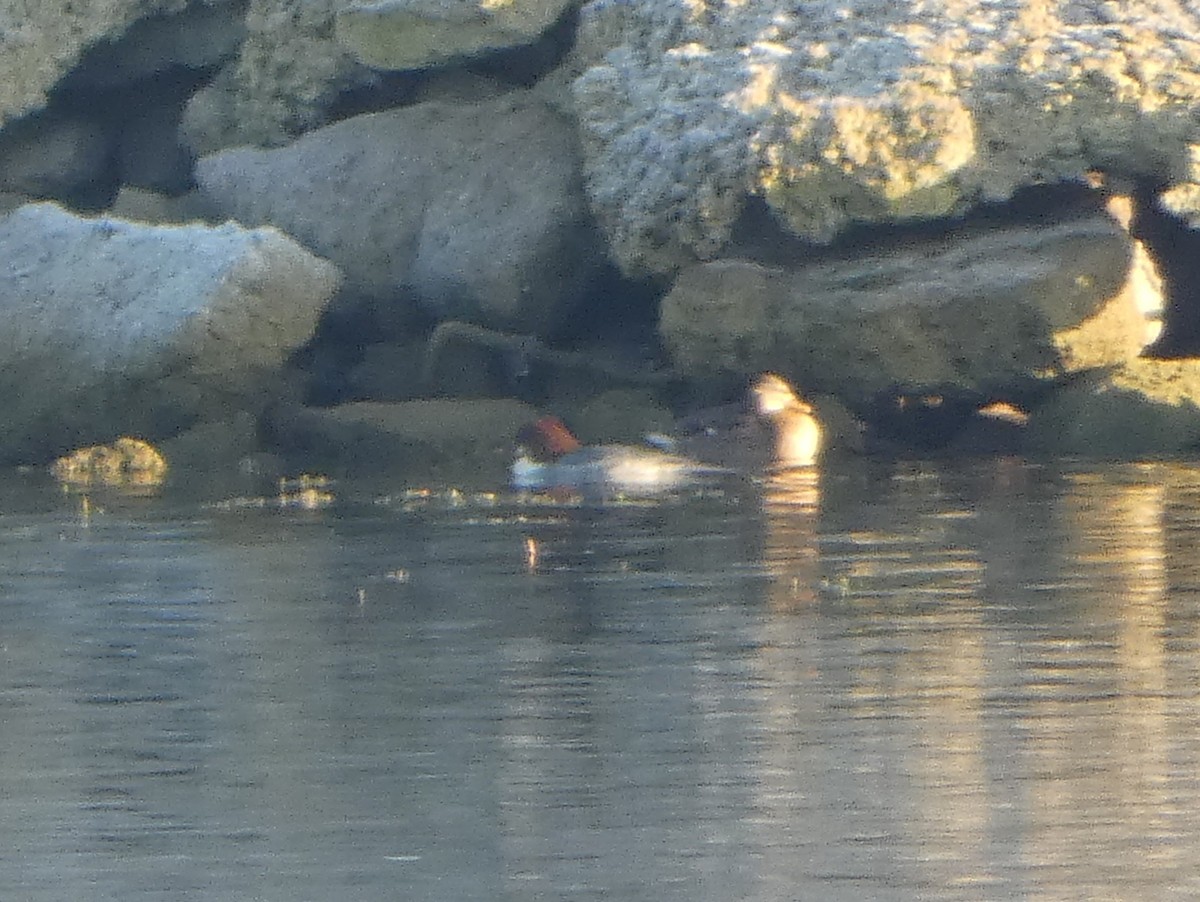 Common Merganser - James Court