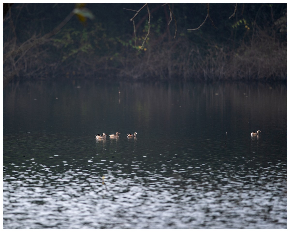 Little Grebe - ML514159371