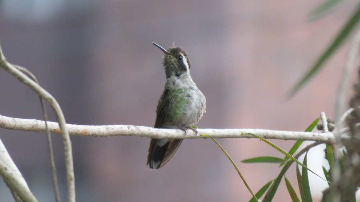 White-eared Hummingbird - ML514160021