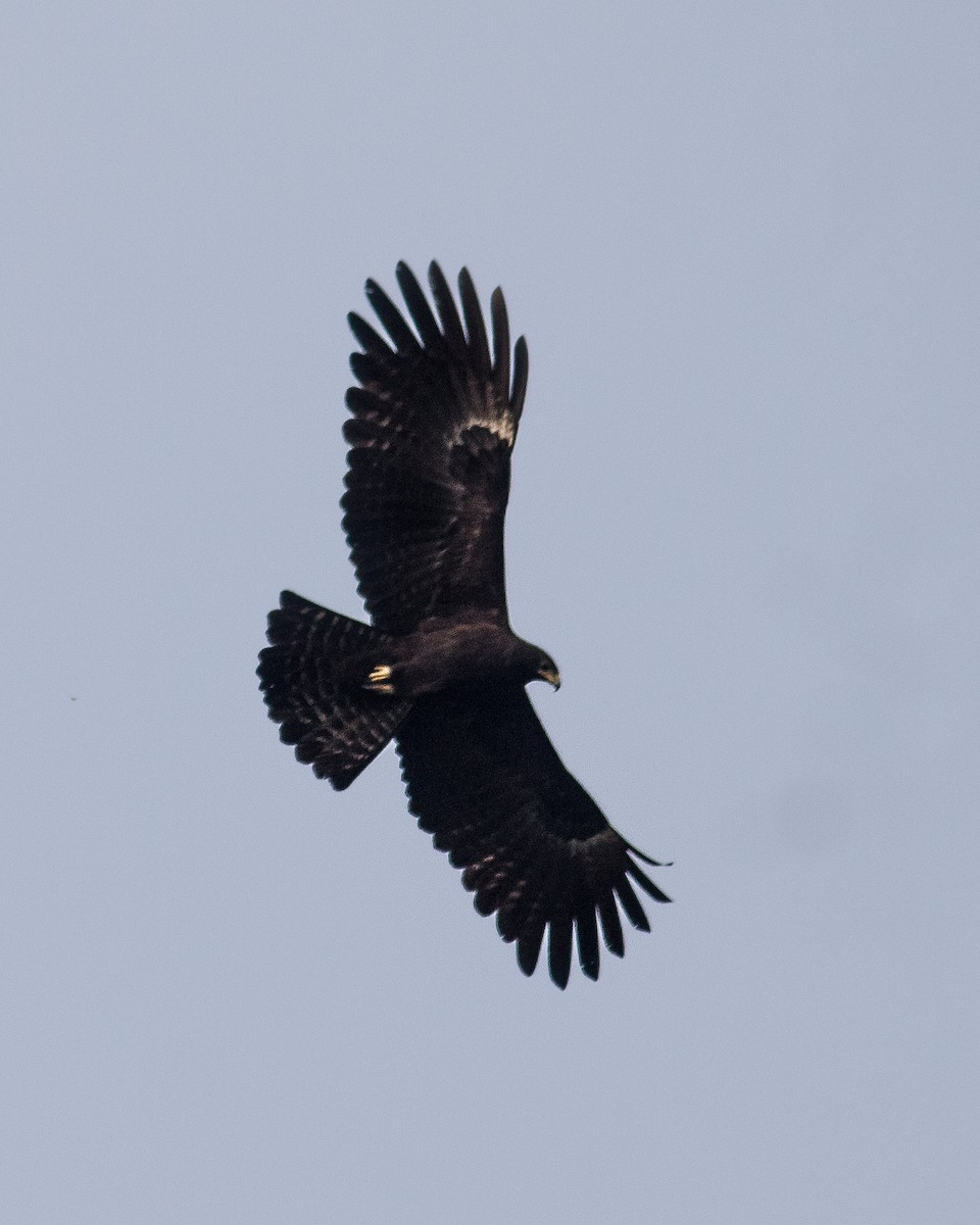 Black Eagle - Jithin Cv