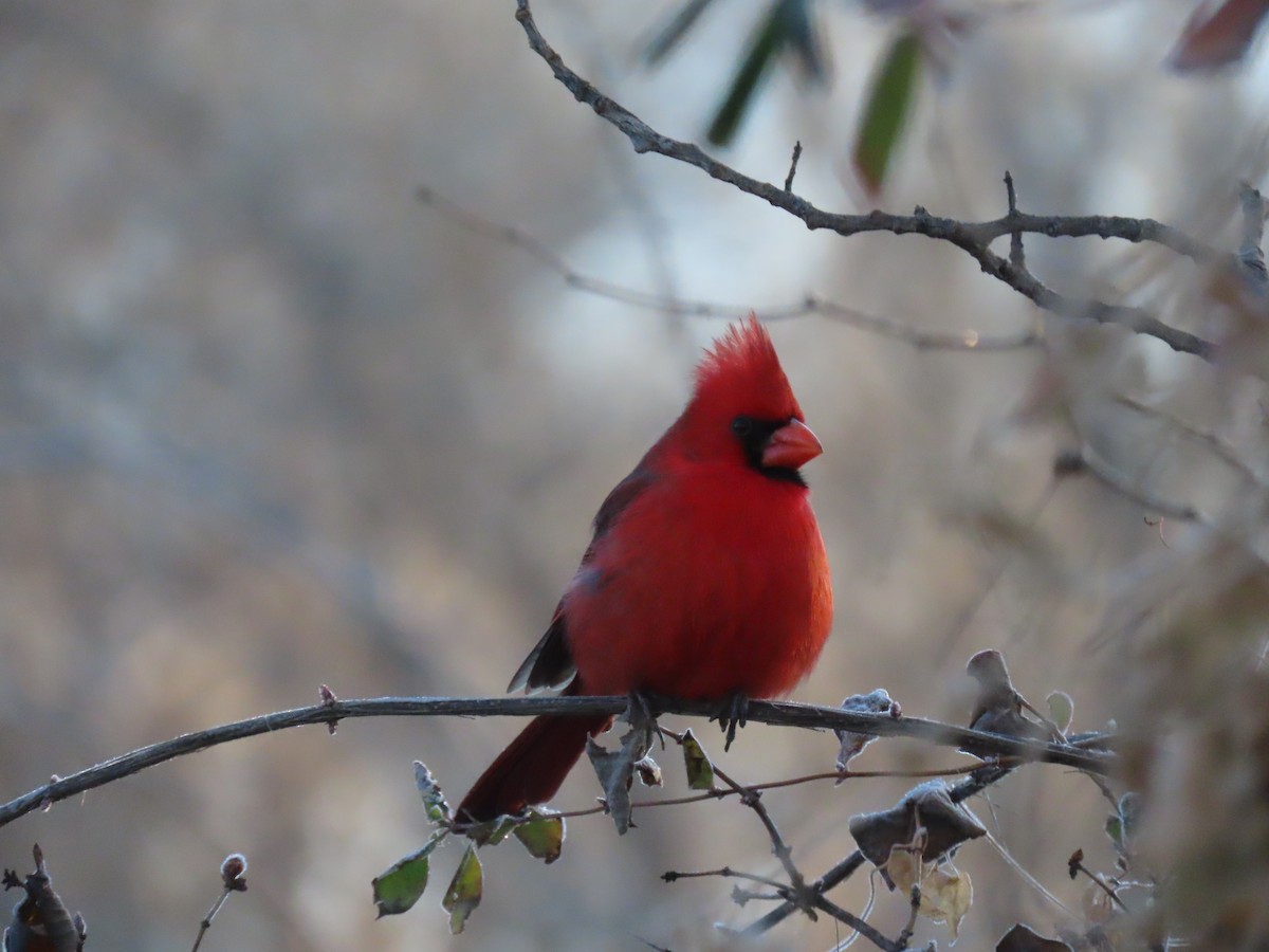 Cardenal Norteño - ML514160111