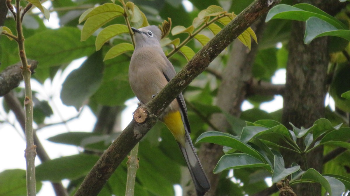 Gray Silky-flycatcher - ML514160311