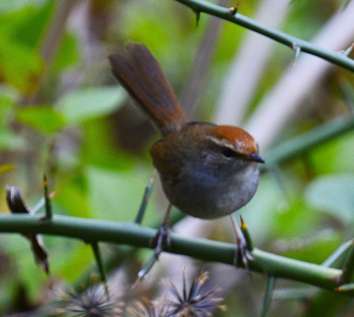 Gray-sided Bush Warbler - Chitra Shanker