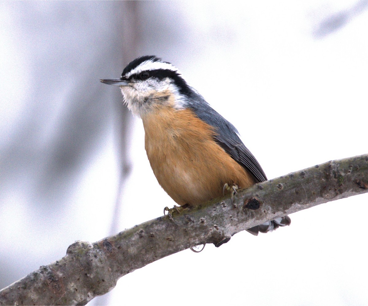 Red-breasted Nuthatch - ML514162331