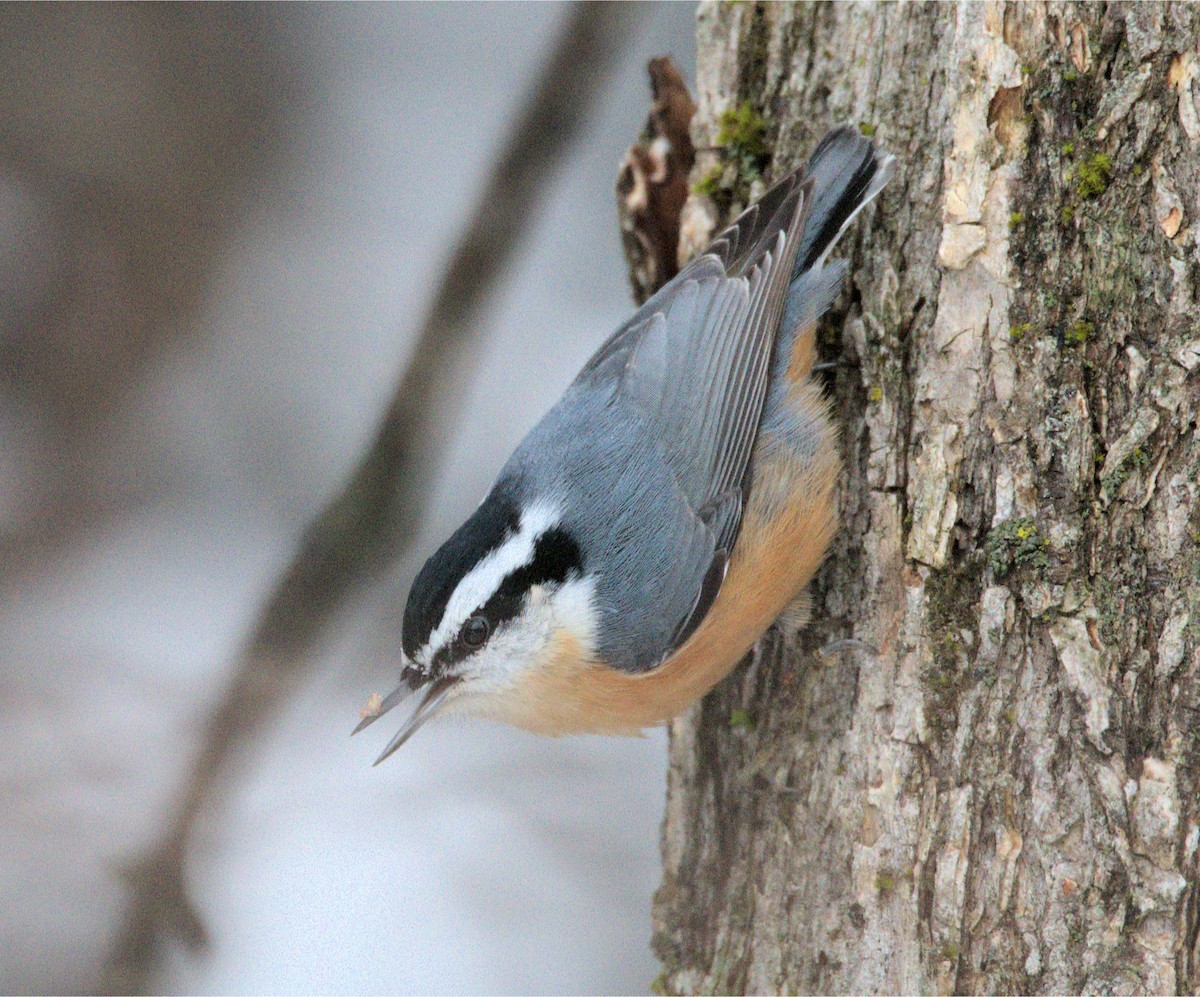 Red-breasted Nuthatch - ML514162341