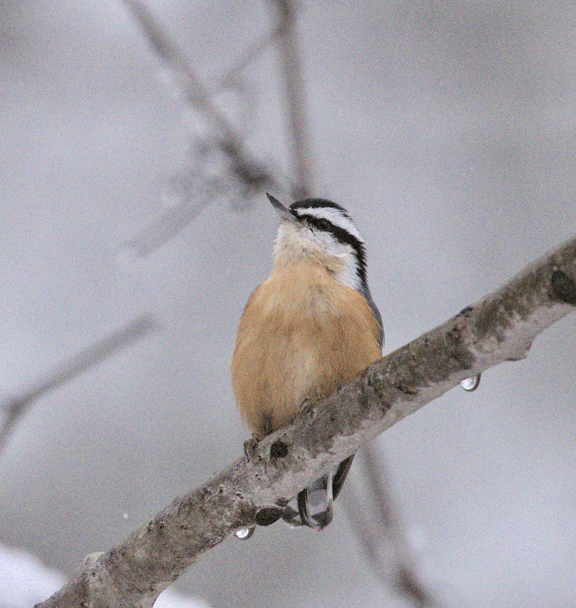 Red-breasted Nuthatch - ML514162351