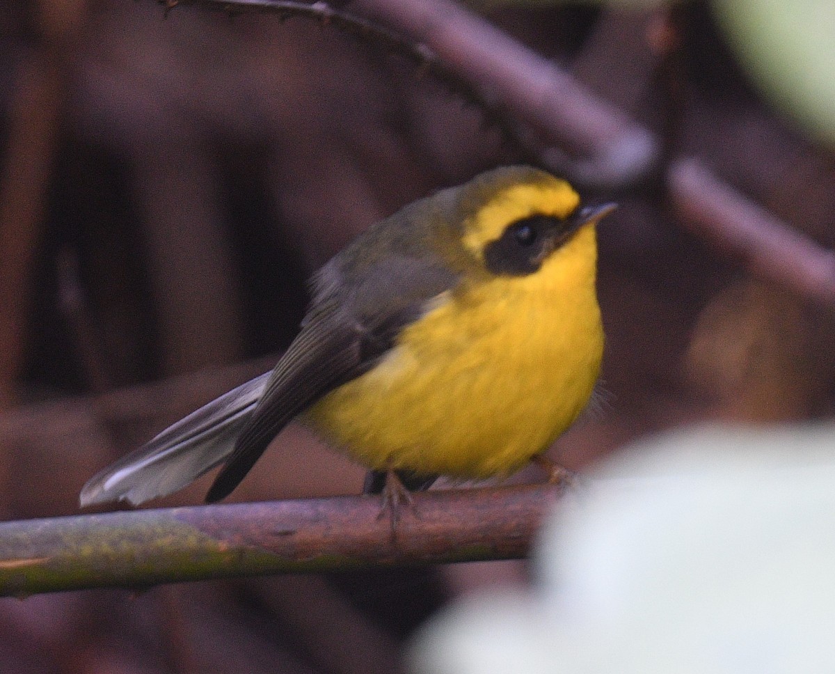 Yellow-bellied Fairy-Fantail - ML514162701