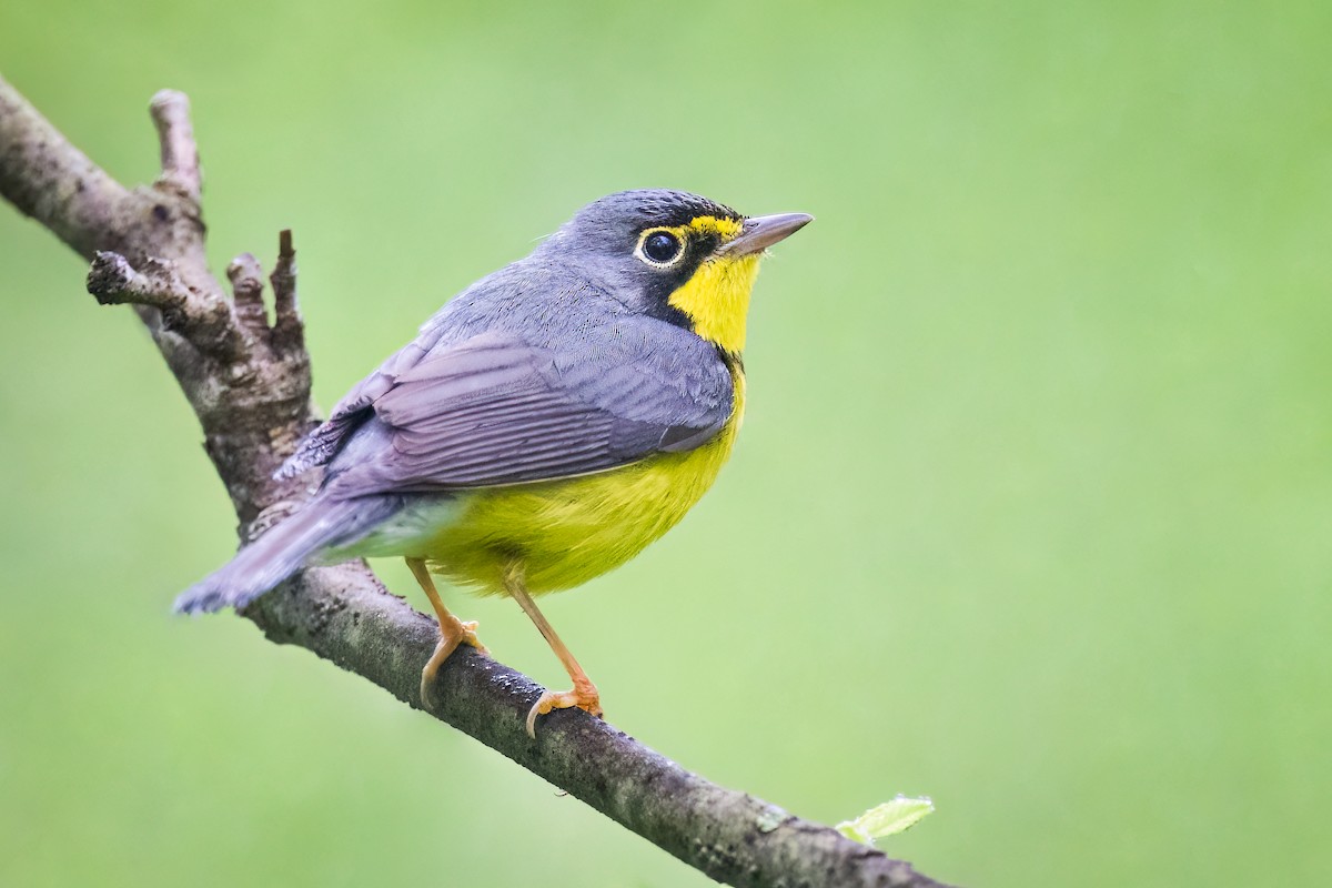 Canada Warbler - ML514164081