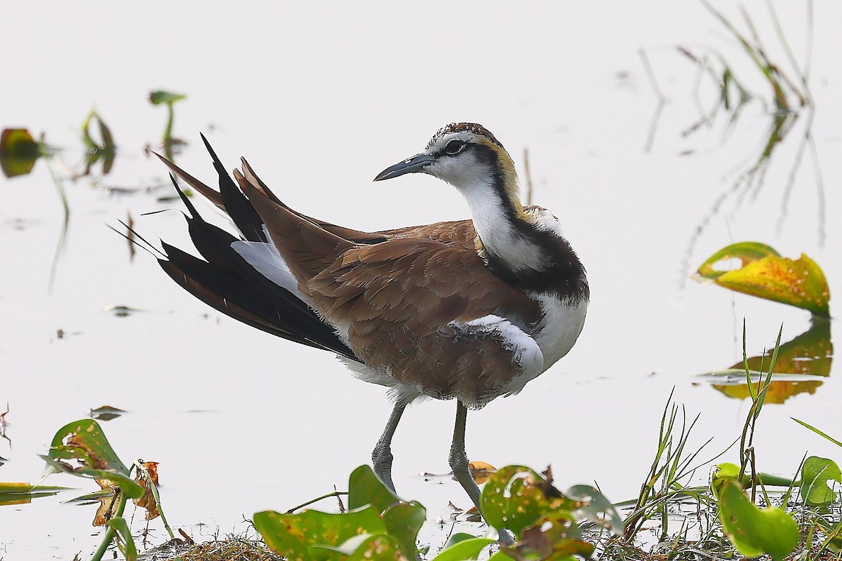 Pheasant-tailed Jacana - ML514164131