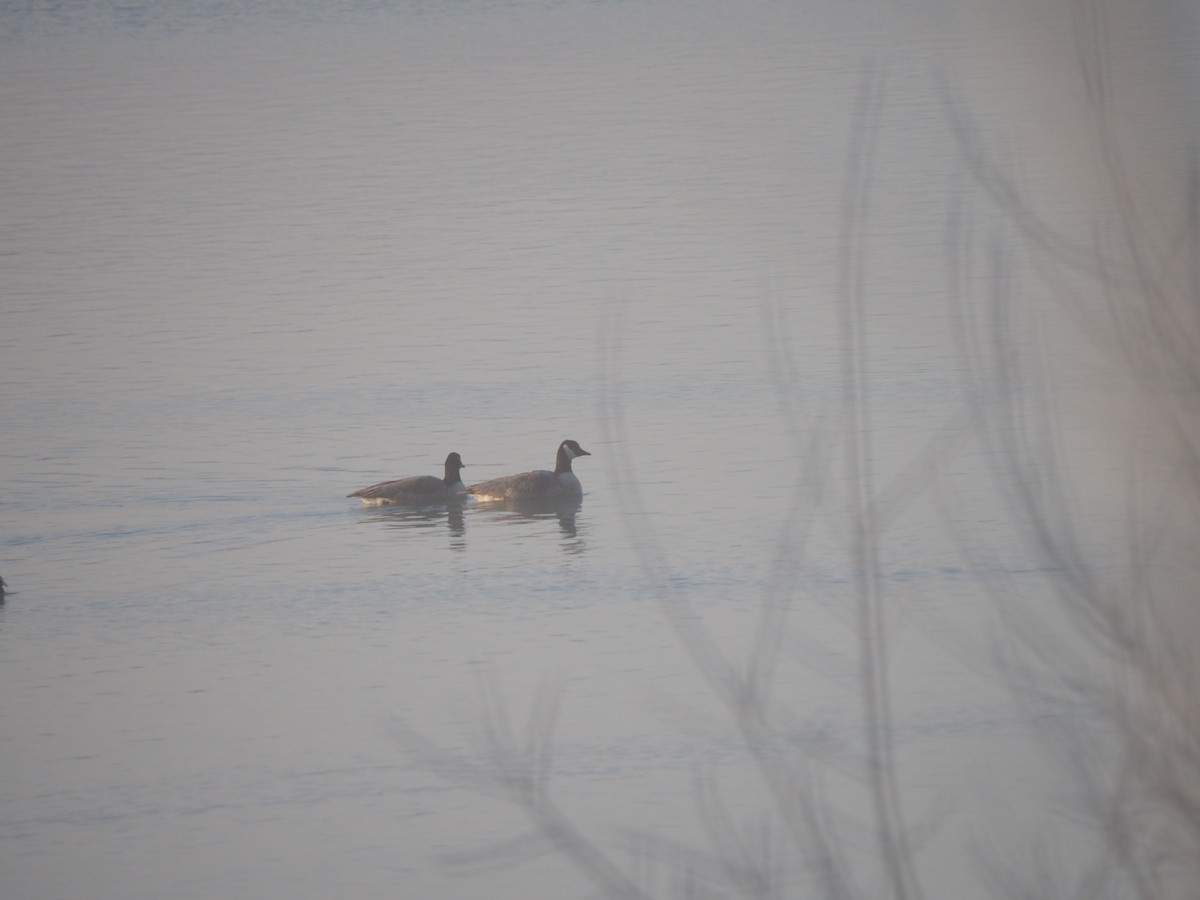 Canada Goose - ML514164521