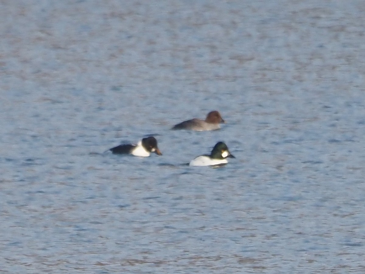 Common Goldeneye - ML514164631