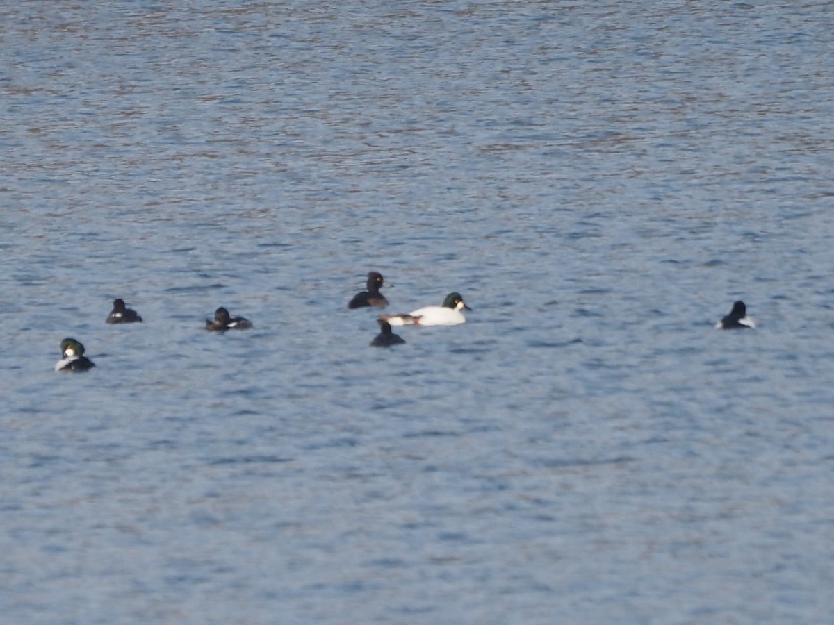 Common Goldeneye - ML514164641