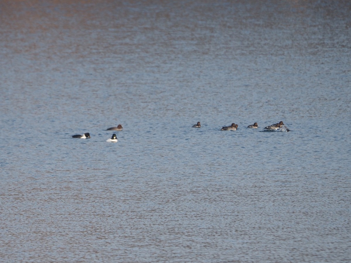 Common Goldeneye - ML514164651