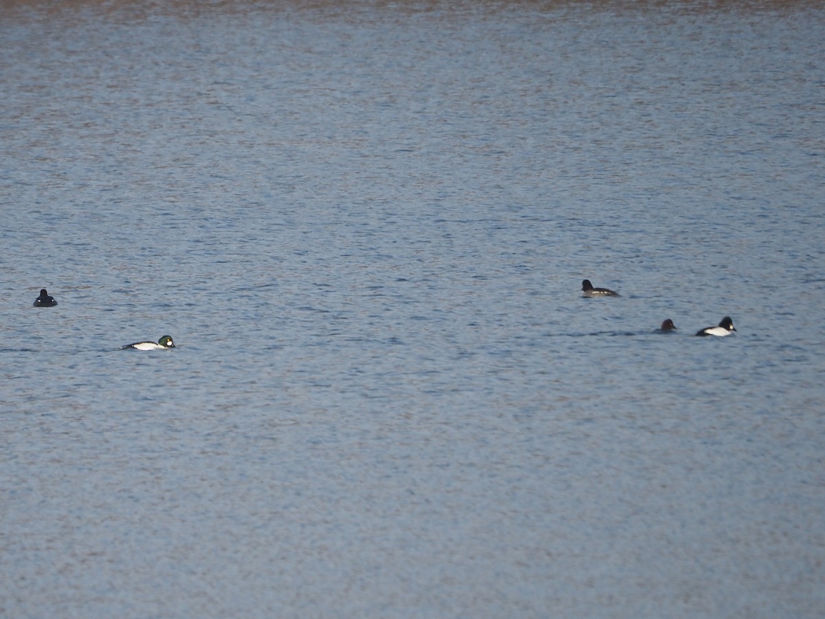 Common Goldeneye - ML514164661