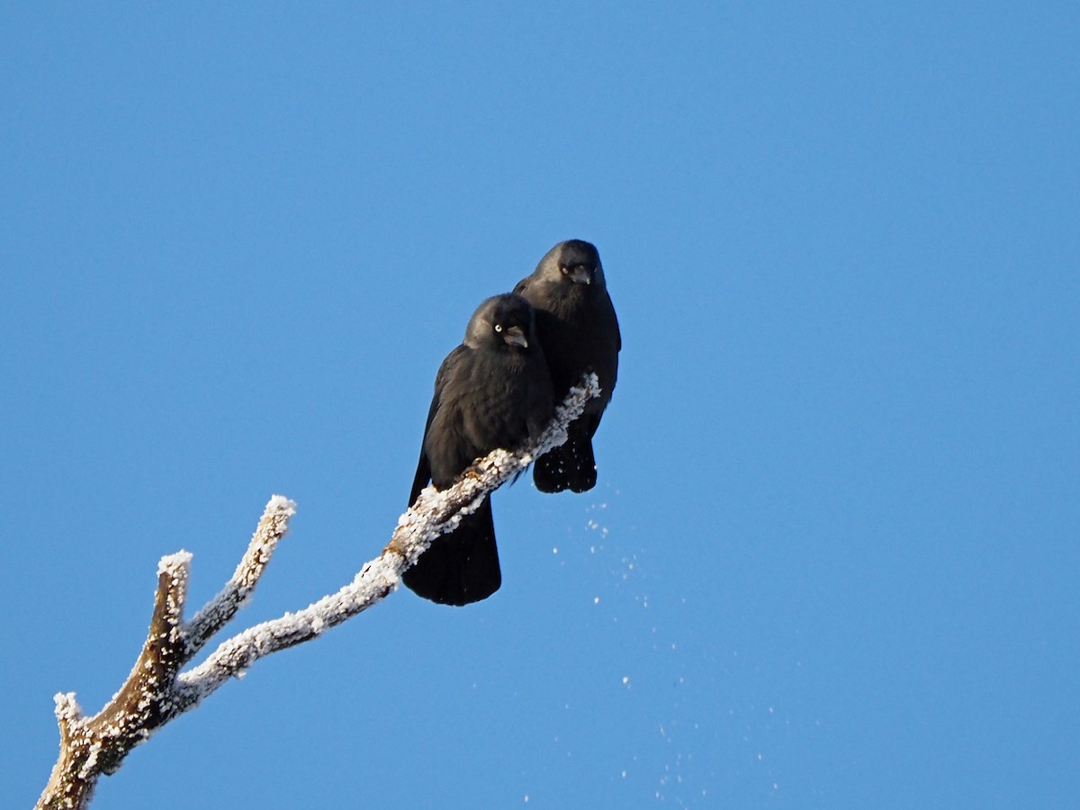 Eurasian Jackdaw - ML514164751
