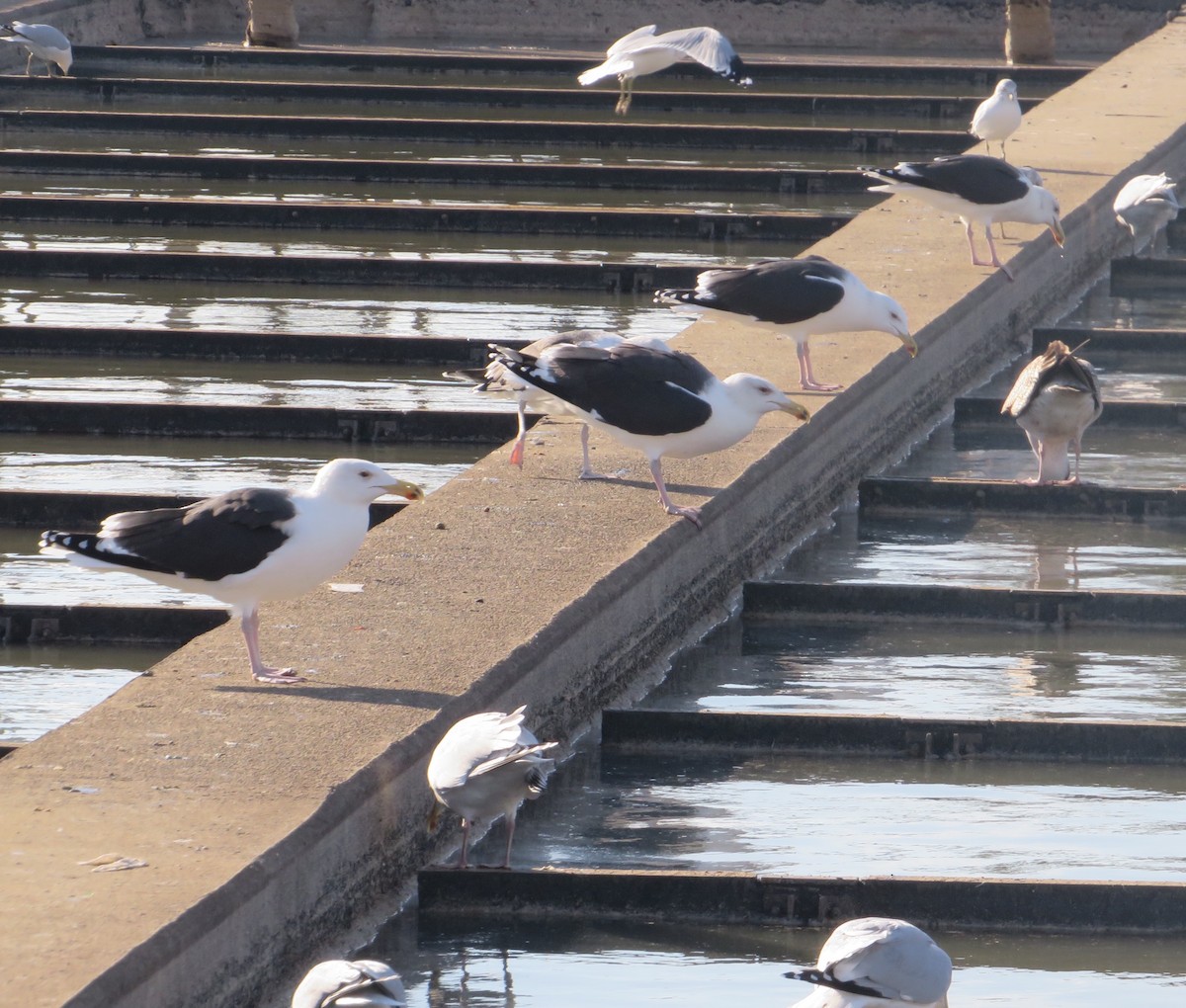 Great Black-backed Gull - ML514166881