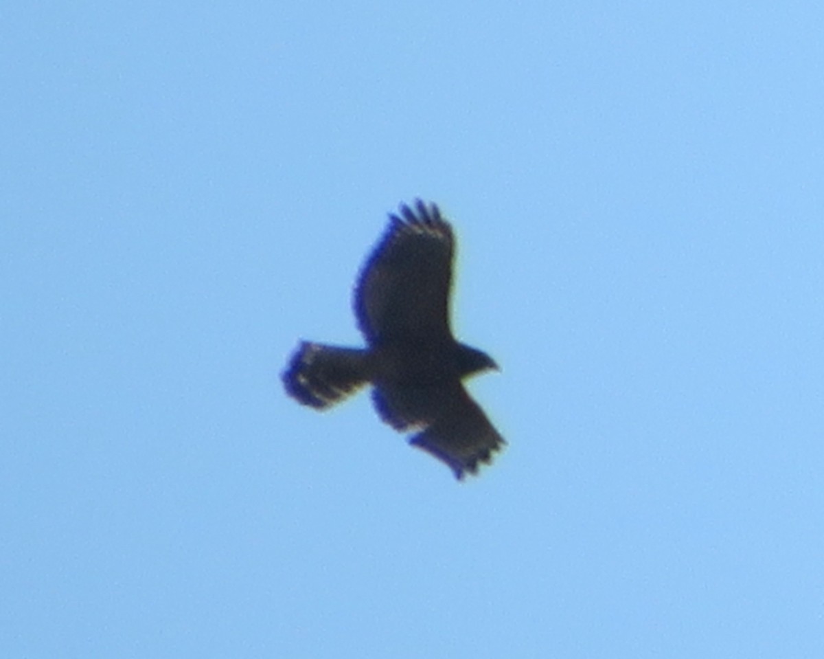 Red-shouldered Hawk - ML514166911