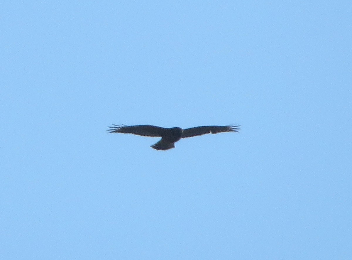 Red-shouldered Hawk - ML514166921