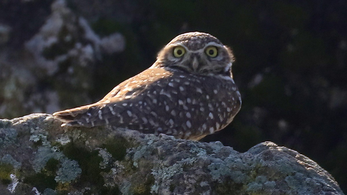 Burrowing Owl - ML514167361