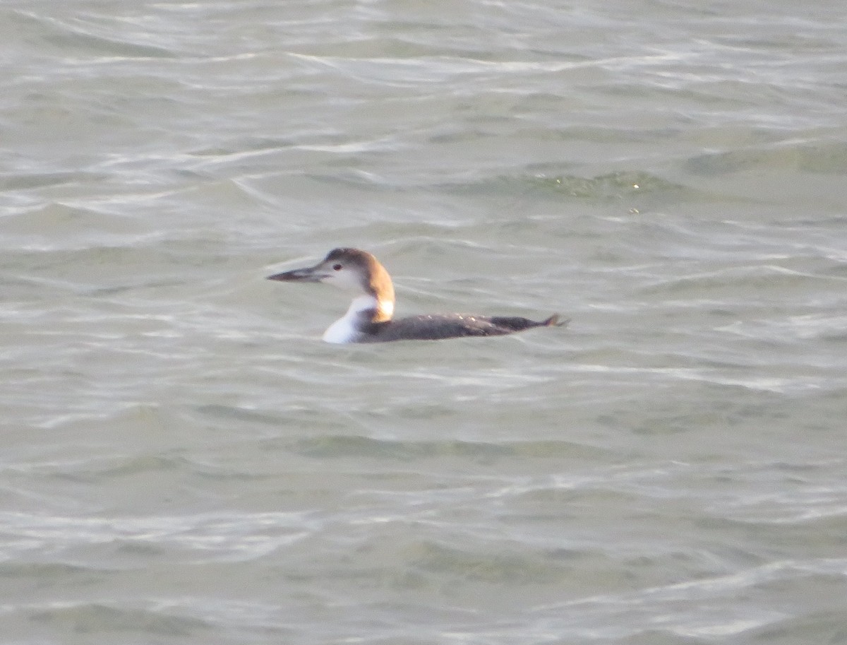 Common Loon - ML514167471