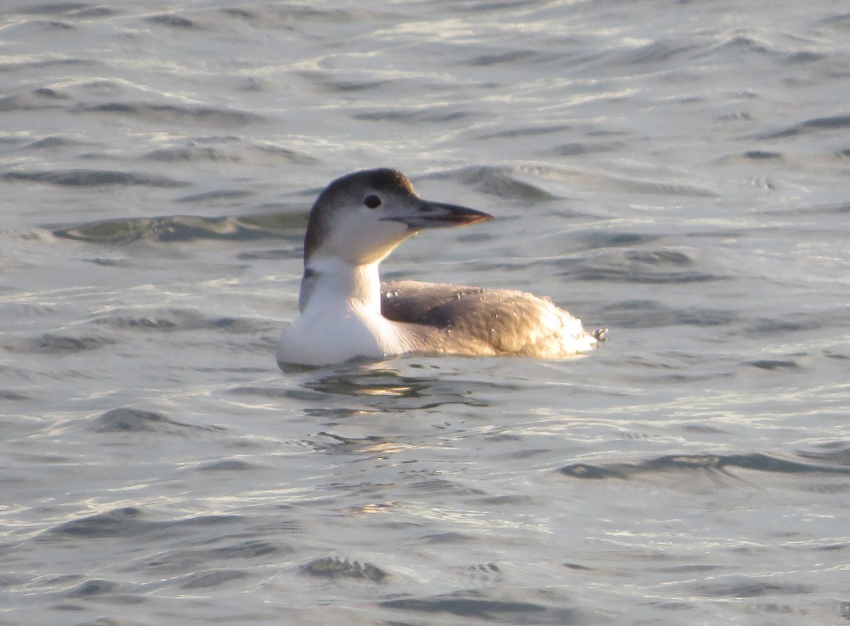 Common Loon - ML514167481