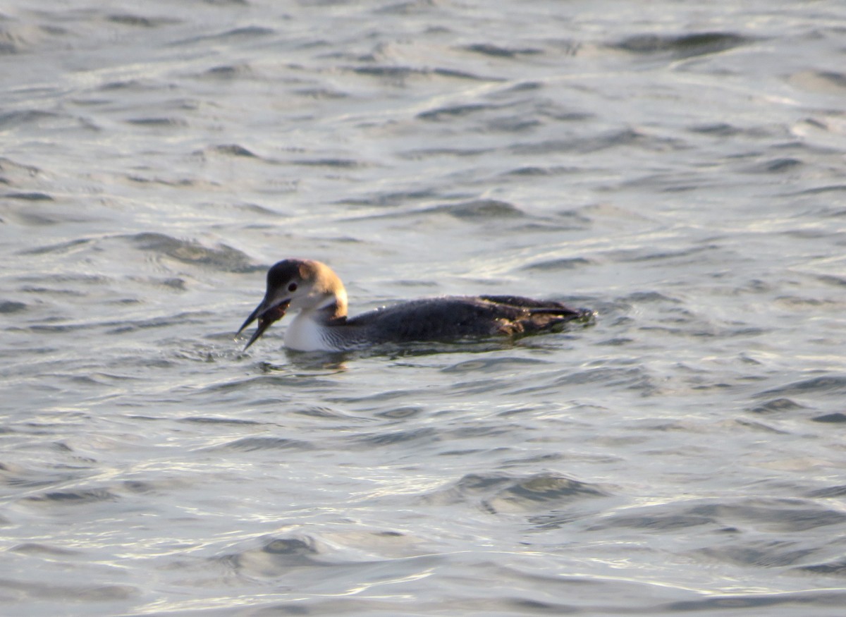 Common Loon - ML514167521