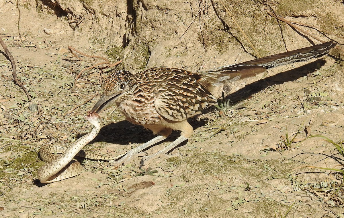 Greater Roadrunner - ML514168431