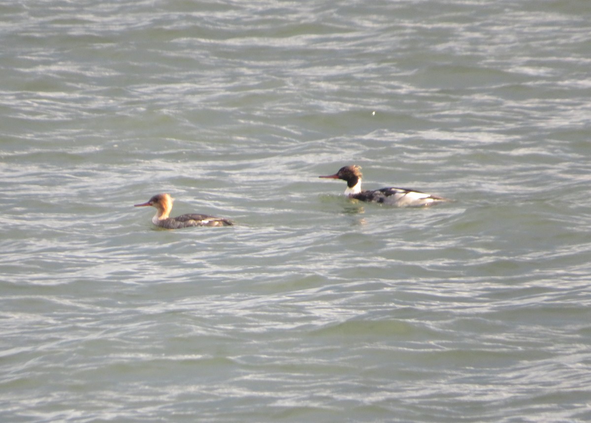 Red-breasted Merganser - ML514170021