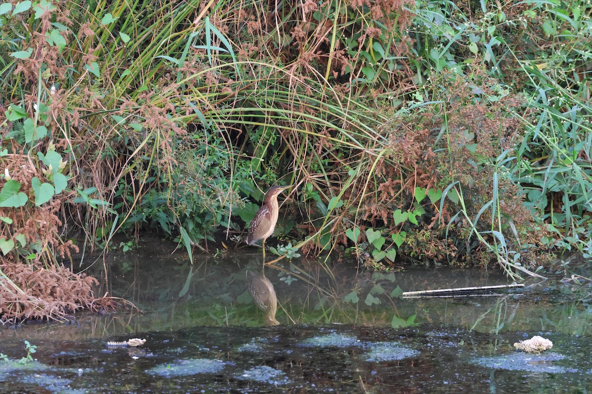 Schrenck's Bittern - SHIH-BIN TSAI