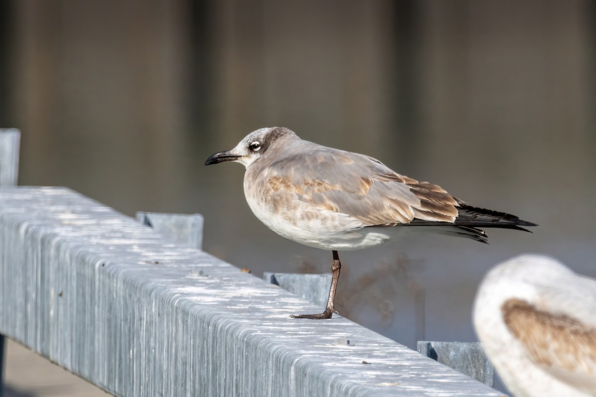 Mouette atricille - ML514170441