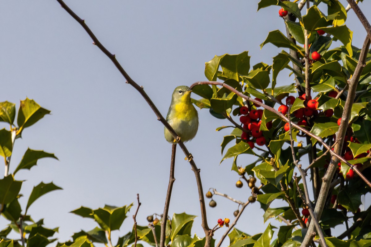 Northern Parula - ML514170571