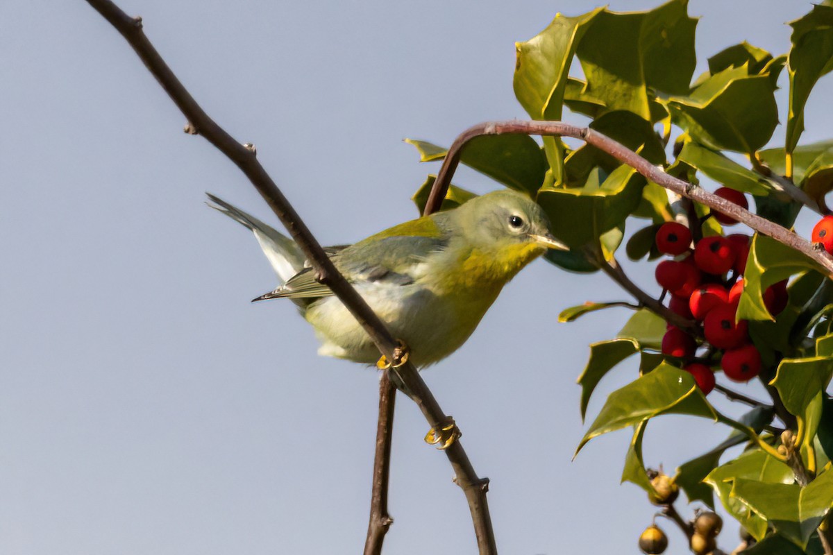 Northern Parula - ML514170581