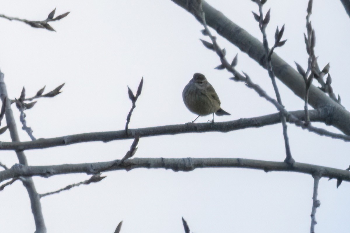 Palm Warbler - ML514170611