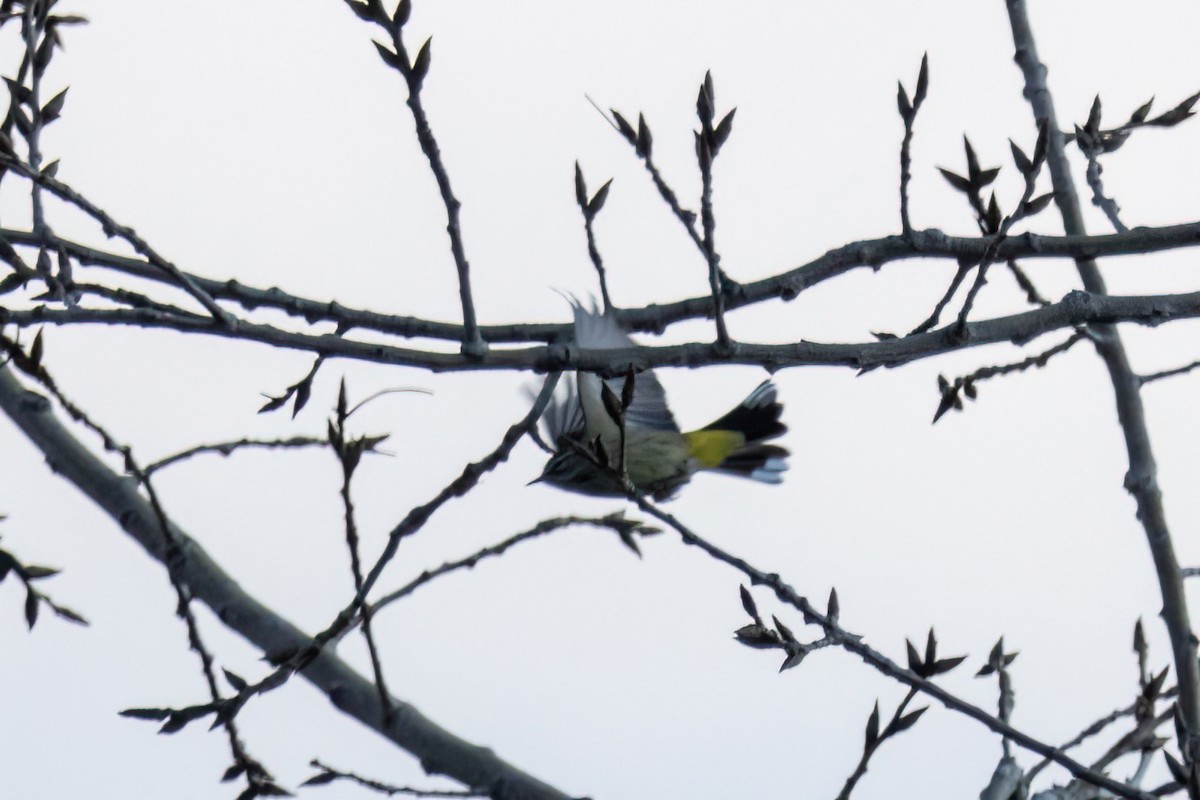 Palm Warbler - ML514170621