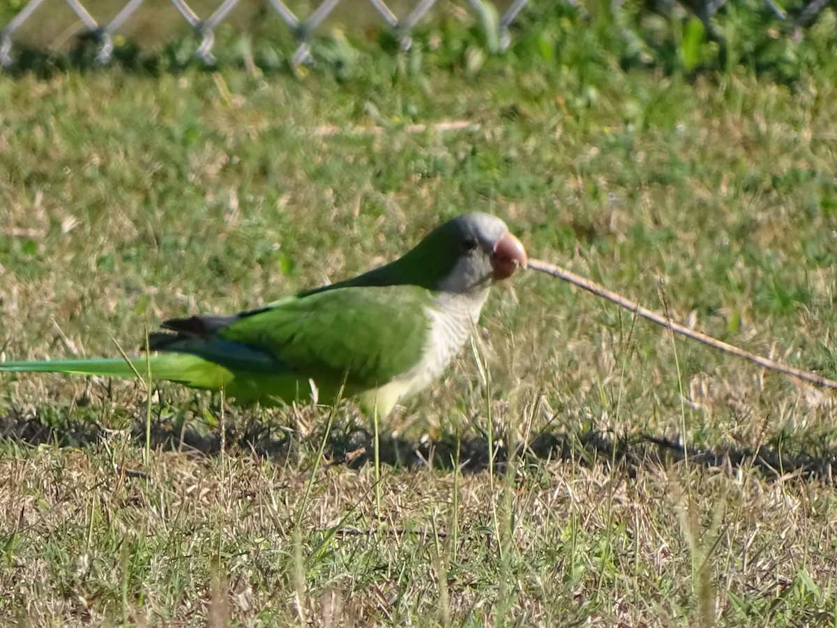 Monk Parakeet - ML514170751