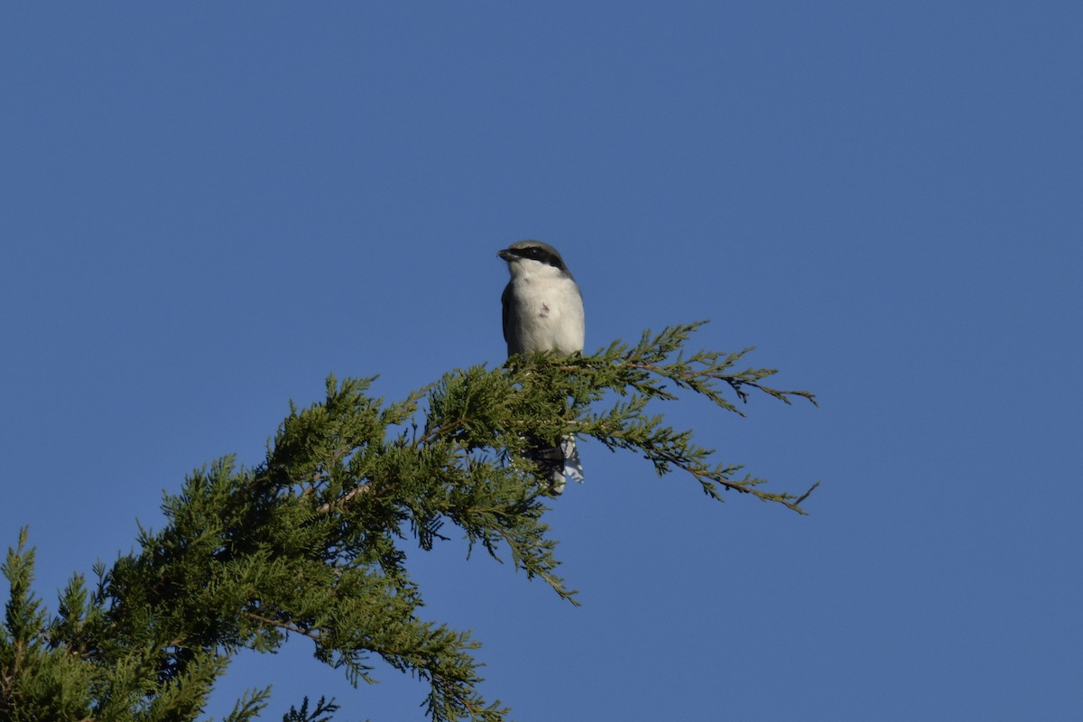 Loggerhead Shrike - ML514171571