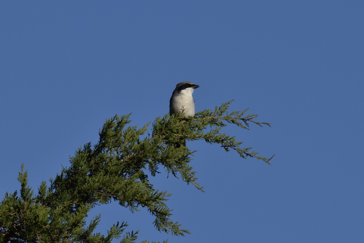 Loggerhead Shrike - ML514171591