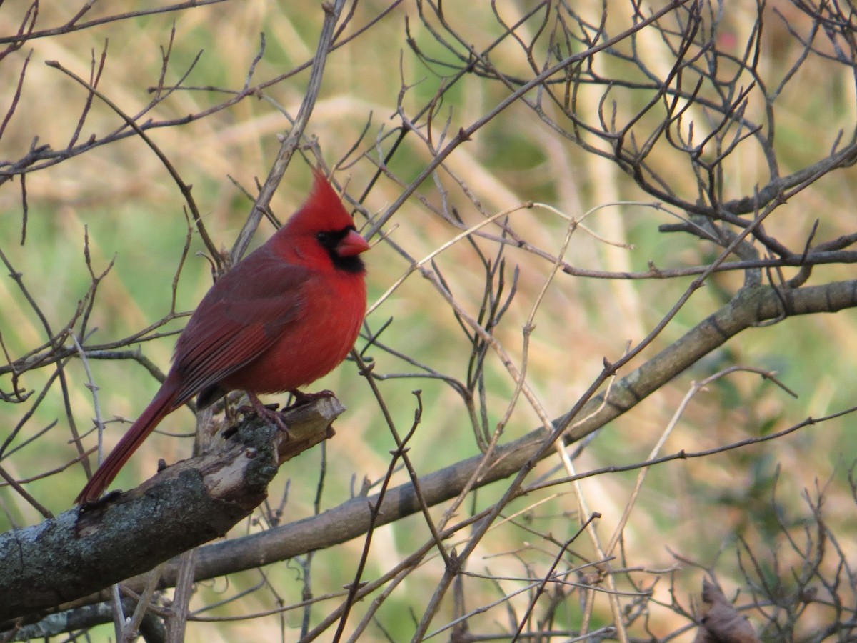 Kırmızı Kardinal - ML514171841