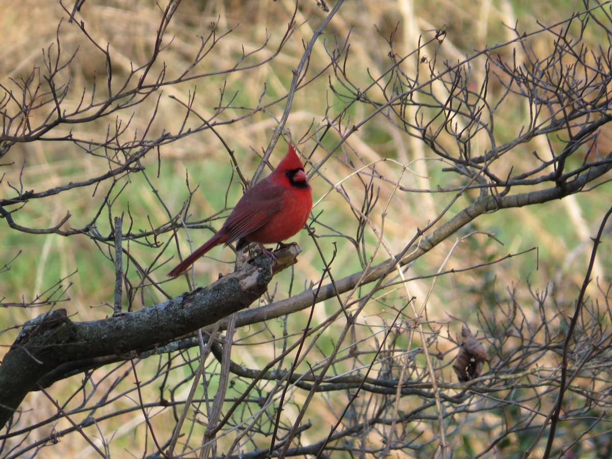 Kırmızı Kardinal - ML514171911