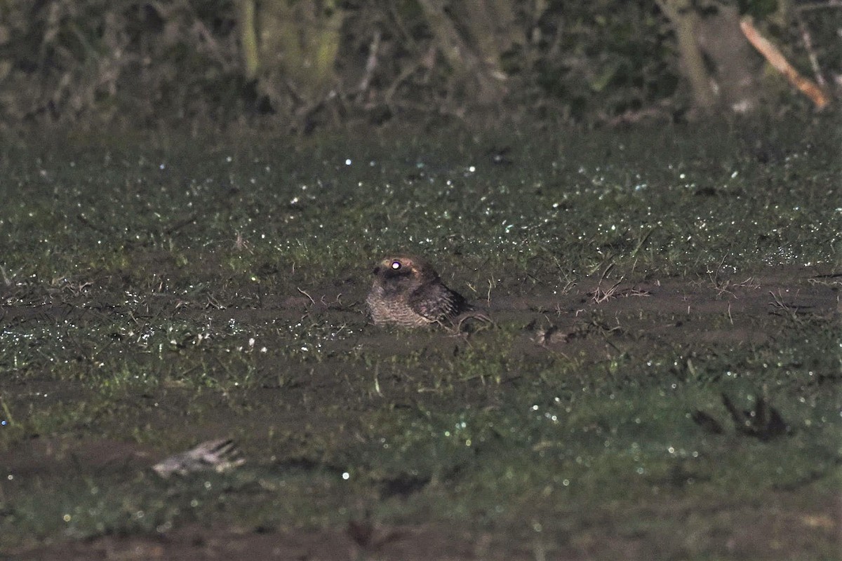 Savanna Nightjar - ML514171961