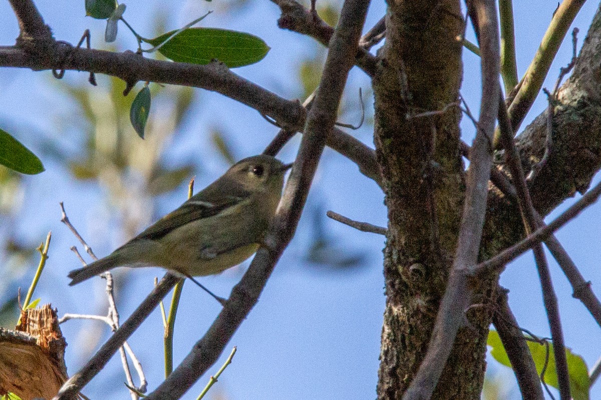 Ruby-crowned Kinglet - ML514172071