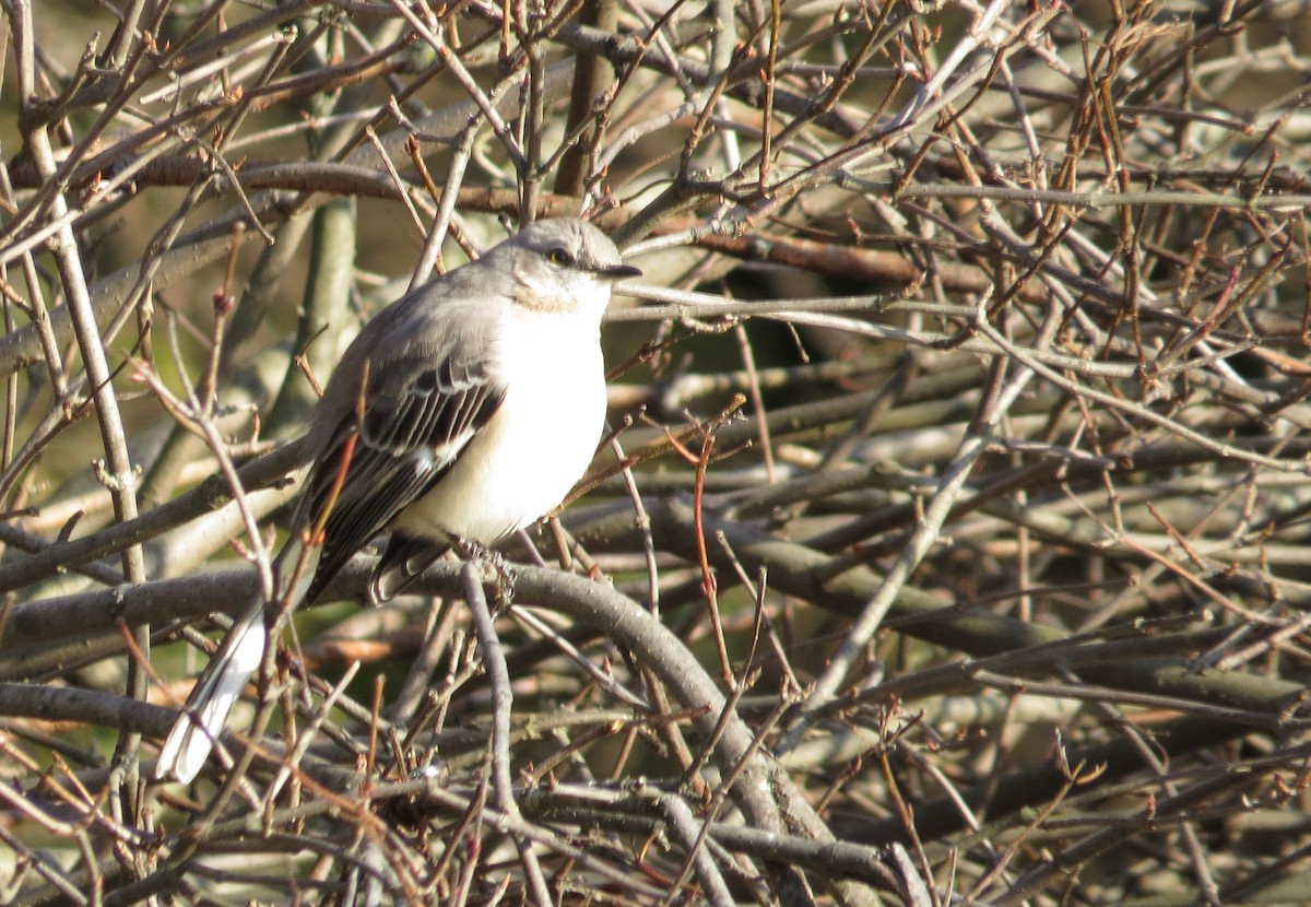 Northern Mockingbird - ML514172081