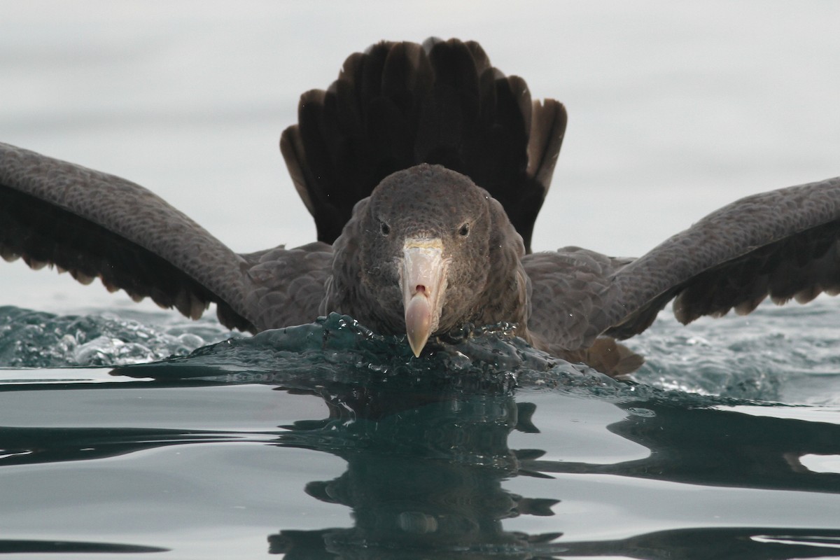 Northern Giant-Petrel - ML51417231