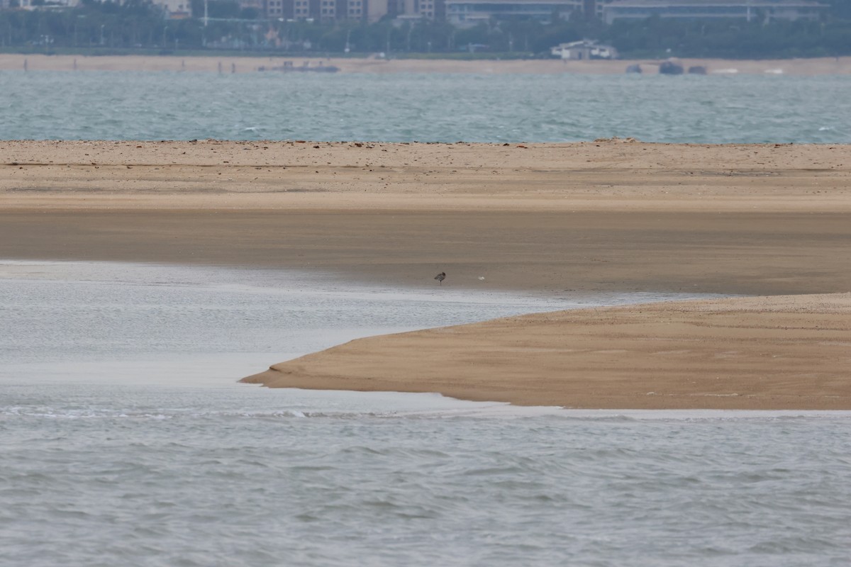 Chiurlo maggiore - ML514173281