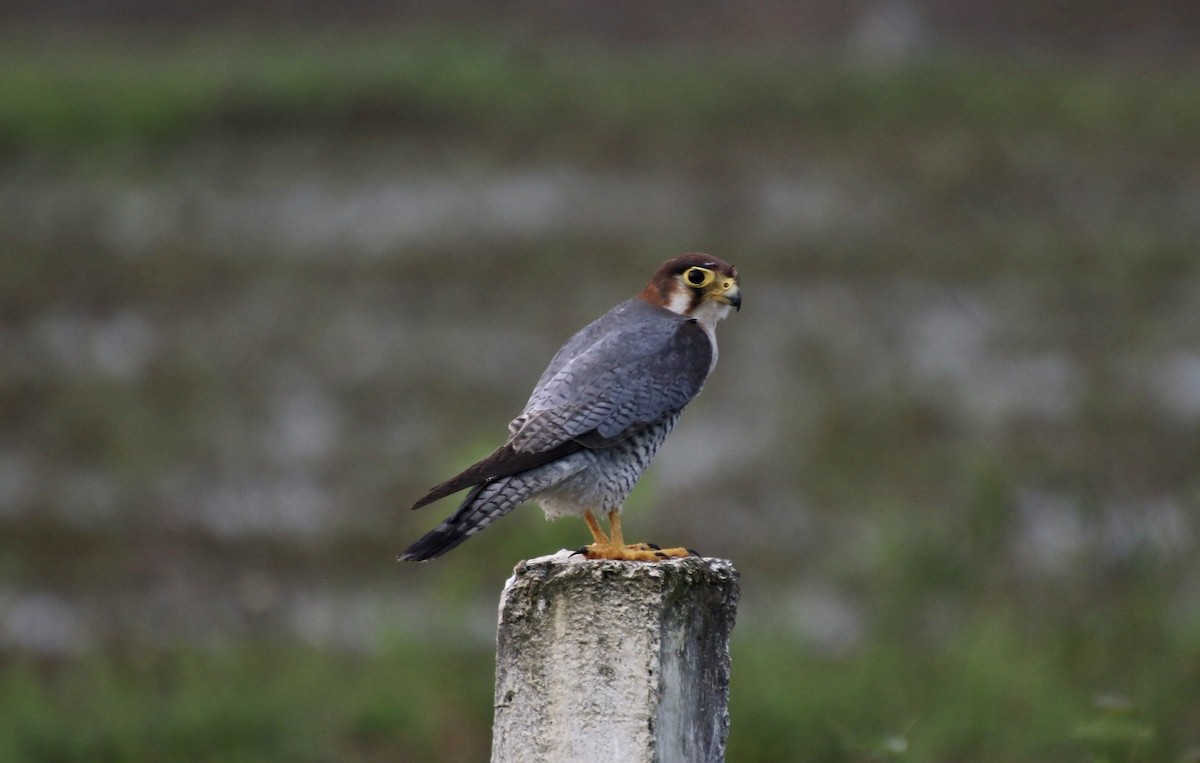 Red-necked Falcon - ML514173631