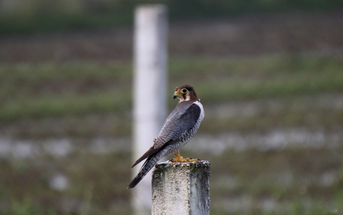 Red-necked Falcon - ML514173641