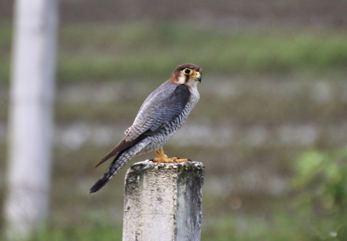 Red-necked Falcon - ML514173651