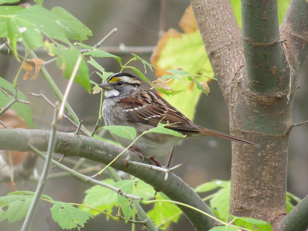White-throated Sparrow - ML514173731