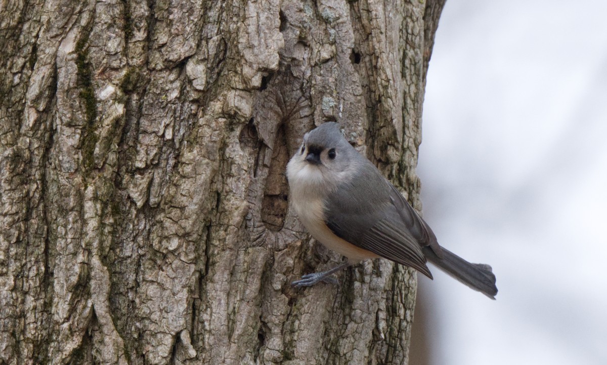 Tufted Titmouse - ML514174131