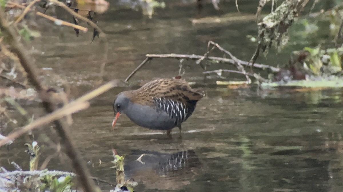 Water Rail - ML514175641